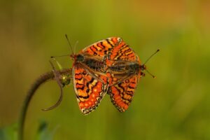 Mozaiek parelmoervlinder parend"