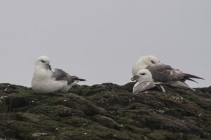 Noordse stormvogel Bempton Cliffs