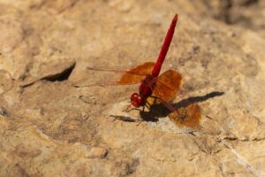 Oranje zonnewijzer imago - Trithemis kirbyi"