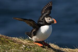 Papegaaiduiker klapt vleugels uit – Puffin spread it’s wings