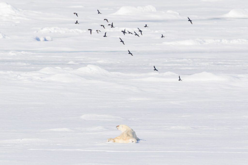 Pictures taken on PLA07-19 'North Spitsbergen, In search of Polar Bear & Pack Ice; Polar bear; Svalbard; Jun
