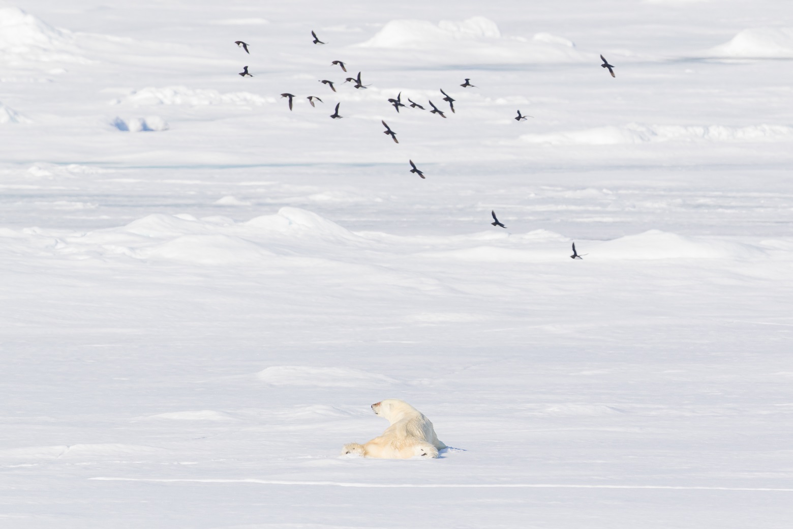 Pictures taken on PLA07-19 'North Spitsbergen, In search of Polar Bear & Pack Ice; Polar bear; Svalbard; Jun
