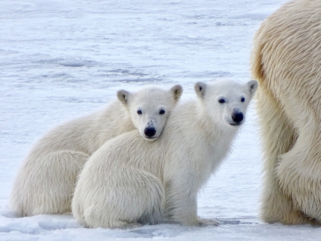 polar bears; ice; Svalbard; polar bear cubs