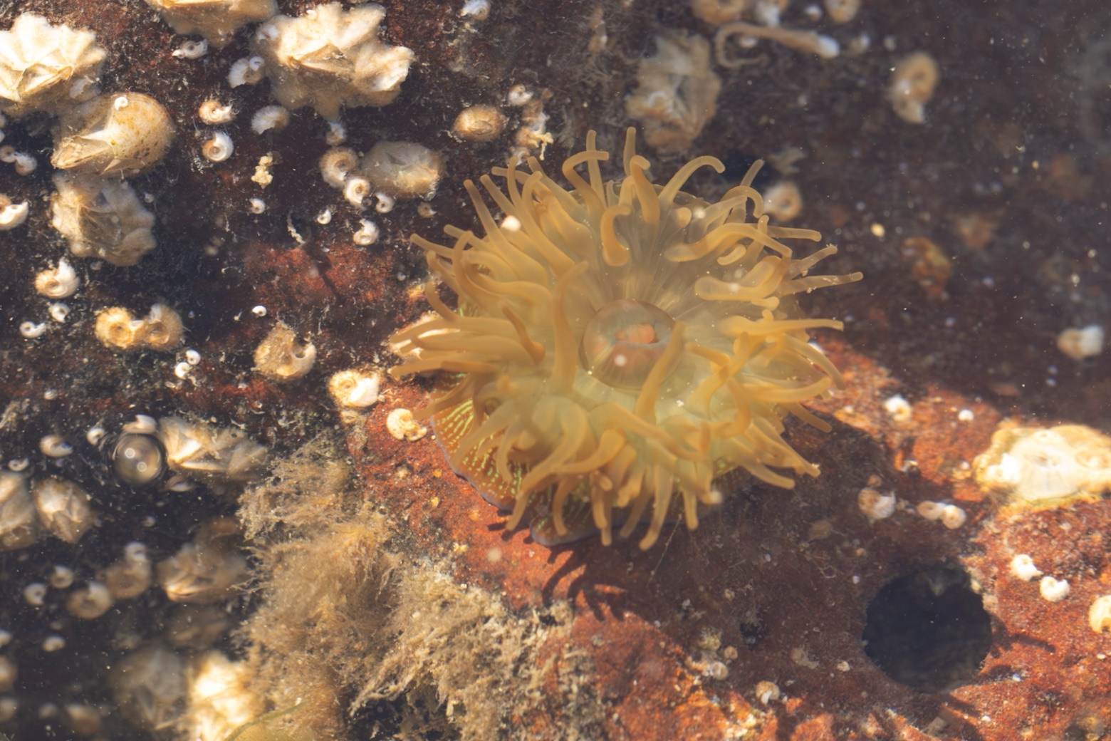 Rock pooling langs de Zeeuwse kust