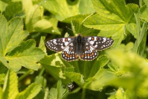 Witbonte parelmoervlinder imago"