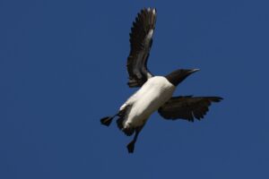 Zeekoet in vlucht