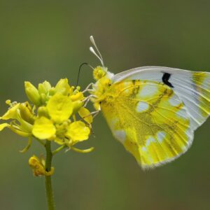Vlinder en libellenreis in het Atlasgebergte, Marokko