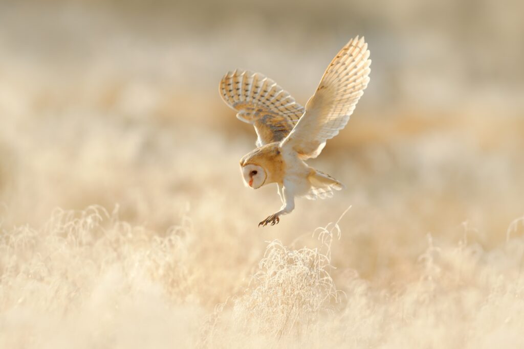 Jagende kerkuil in daglicht - Barn Owl hunting in daylight