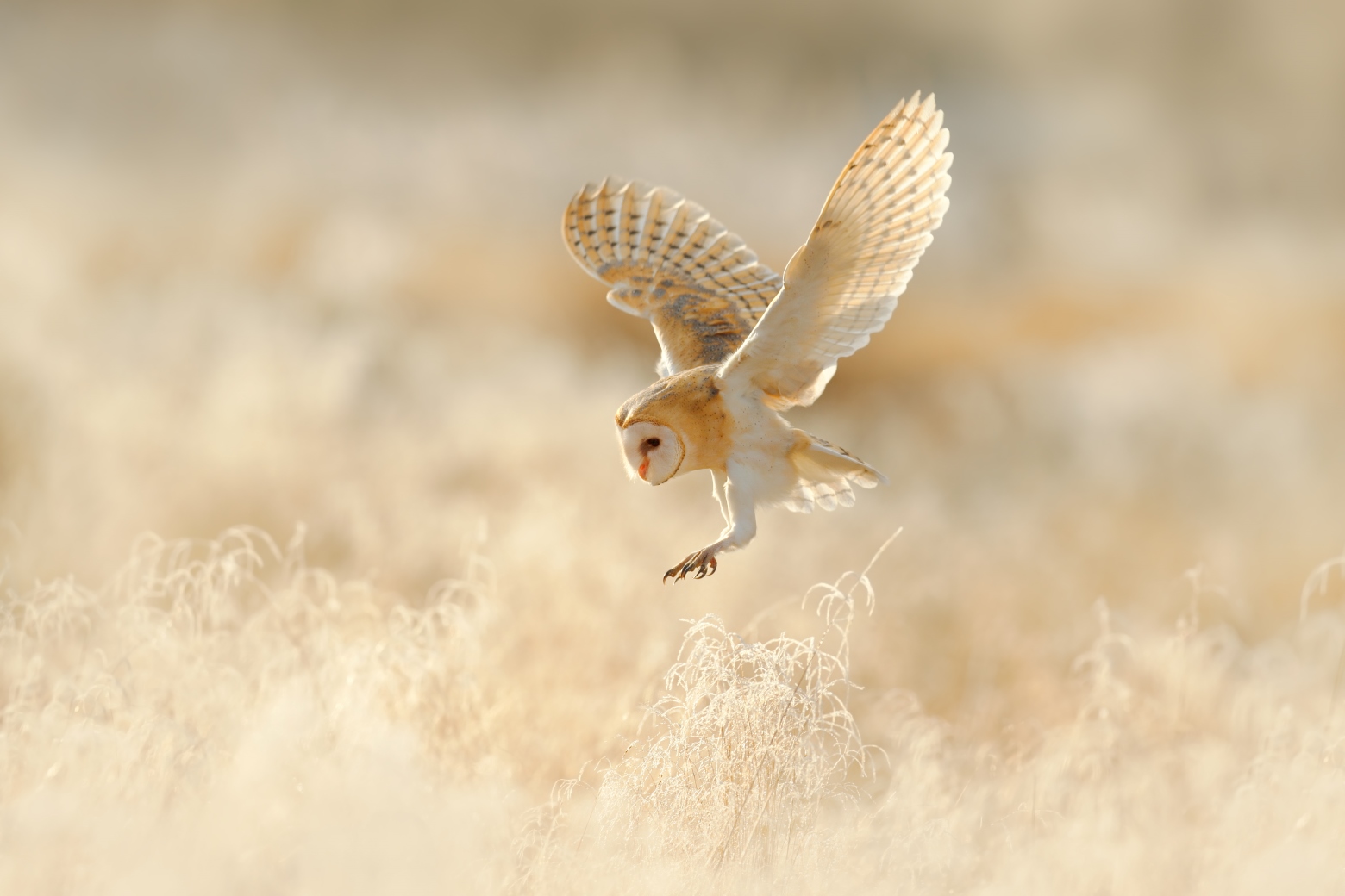 Jagende kerkuil in daglicht - Barn Owl hunting in daylight
