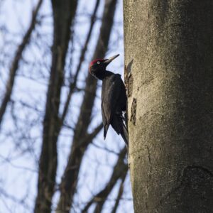 Spechten en bosvogels in de Kampina