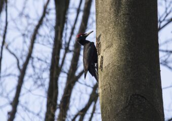 Spechten en bosvogels in de Kampina
