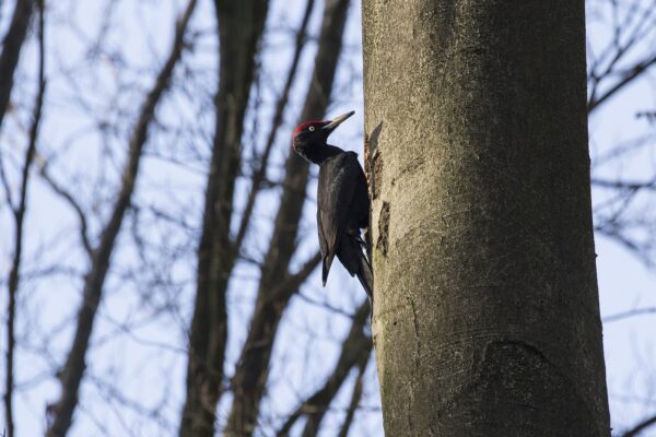Spechten en bosvogels in de Kampina