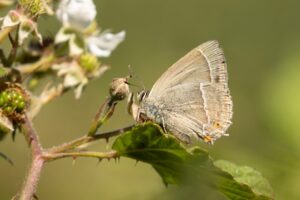 Vlinders en libellen in Limburg"