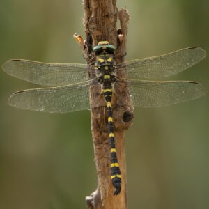 Vlinders en libellen in Limburg