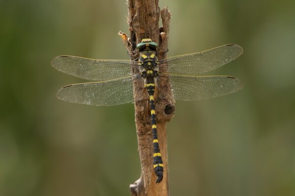 Vlinders en libellen in Limburg