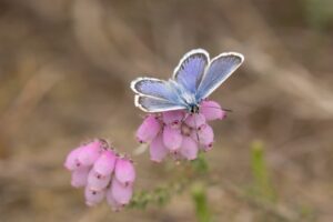 Vlinders en libellen in Limburg"