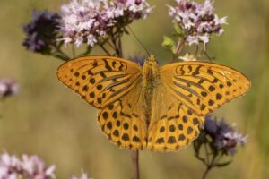 Keizersmantel imago"