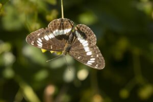Kleine ijsvogelvlinder imago"