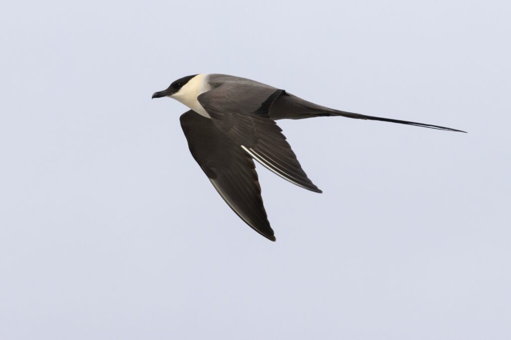 Vogelreis Varanger special