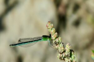 Tengere grasjuffer - Ischnura pumilio"