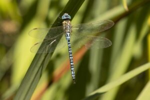 Zuidelijke glazenmaker - Aeshna affinis imago"