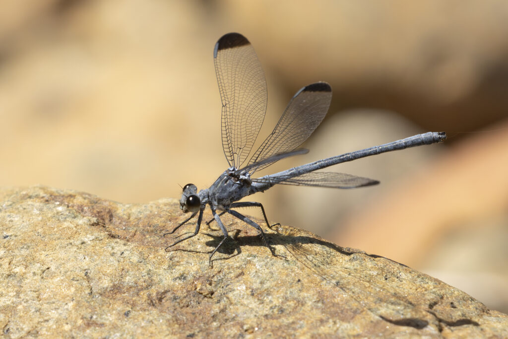 Libellen en vlinders in de Rhodopen