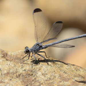 Libellen en vlinders in de Rhodopen