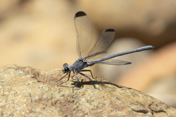 Libellen en vlinders in de Rhodopen