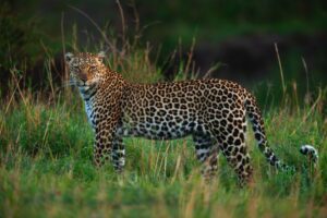 Afrikaanse Luipaard - Kenia Vogel en natuurreis"
