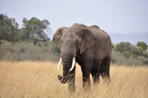 Afrikaanse olifant - Kenia Masai Mara"