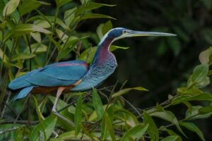 Agamireiger - Costa Rica"