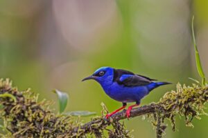 Blauwe suikervogel - Costa Rica"
