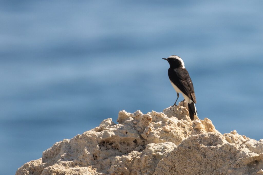 Vogelreizen in Europa Vogels kijken Cyprus