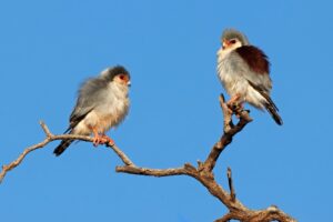 Dwergvalken - Kenia"