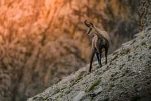 Gran Paradiso fotoreis: Steenbok en herfstkleuren"