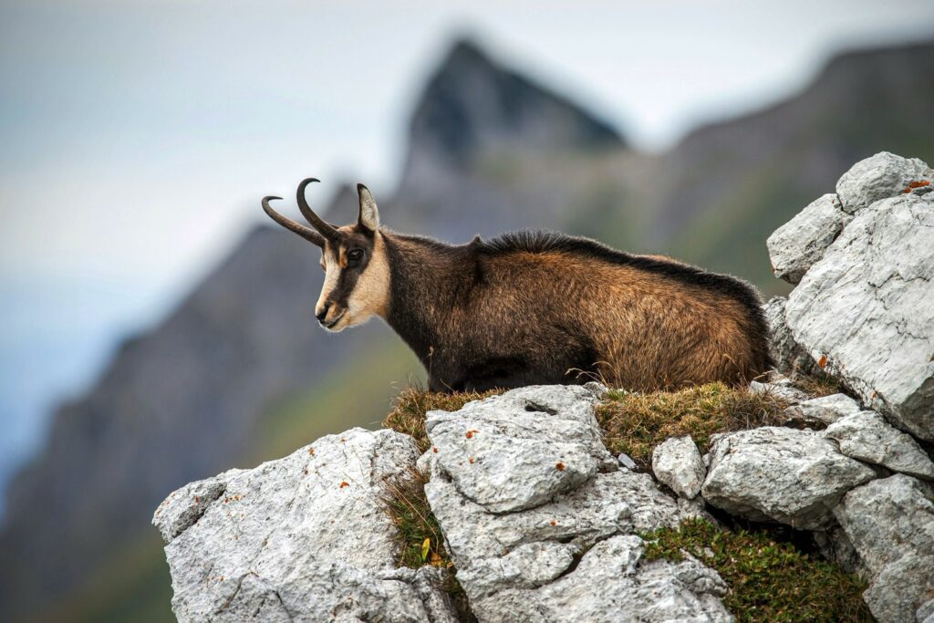 Gems - Chamois - Gran Paradiso NP