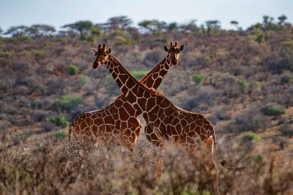 Vogel-en natuurreis Kenia: Safari van Samburu tot Masai mara