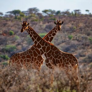 Vogel-en natuurreis Kenia: Safari van Samburu tot Masai mara
