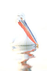 Kroeskoppelikaan highkey foto Renzo van den Akker"