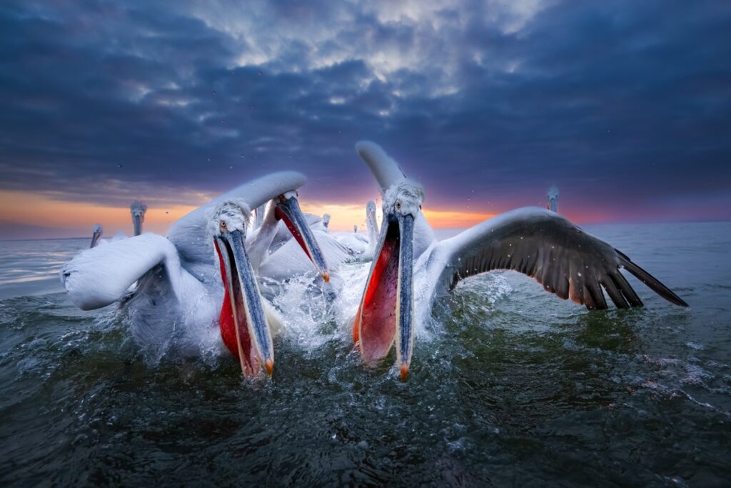 Masterclass pelikaan fotografie: kroeskoppelikanen fotograferen in Kerkini Lake, Griekenland