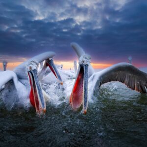 Masterclass pelikaan fotografie: kroeskoppelikanen fotograferen in Kerkini Lake, Griekenland