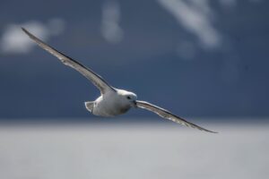 Noordse stormvogel Frank Maes-Oceanwide Expeditions"