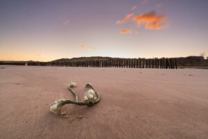 Opaalkust voorjaar (51)©Louise Poortvliet"