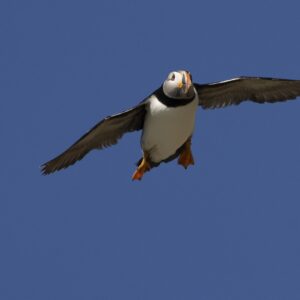 Noordwest IJsland en het pakijs - Arctische Expeditie