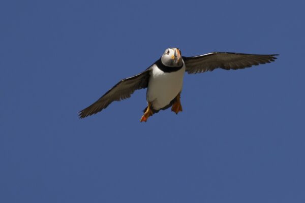 Noordwest IJsland en het pakijs - Arctische Expeditie