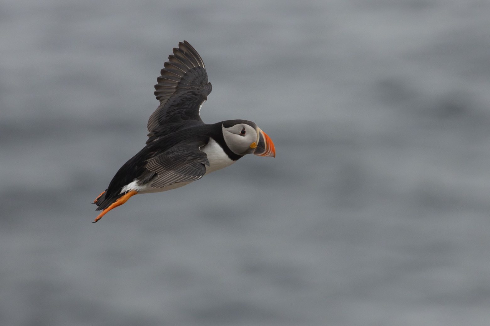 Expeditie van Vlissingen naar Spitsbergen