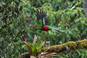 Quetzal - Costa Rica"