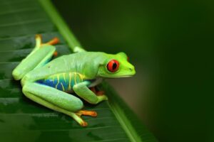 Roodoogmakikikker - Costa Rica"