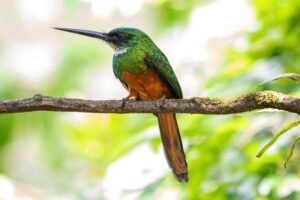 Roodstaartglansvogel - Costa Rica"
