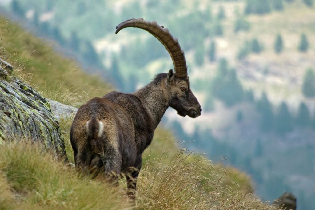 Gran Paradiso fotoreis: Steenbok en herfstkleuren